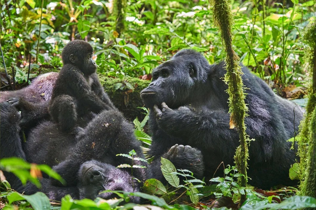 5 Days Uganda Safaris